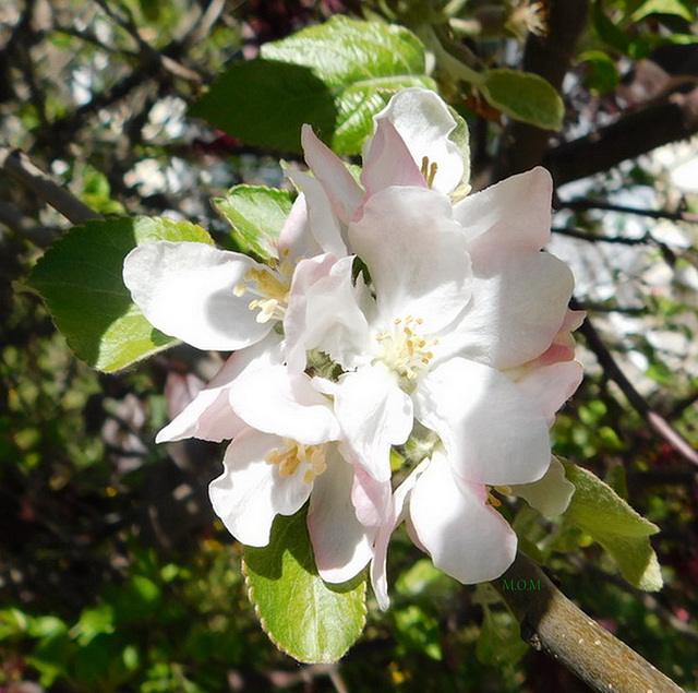 Fleurs de fruitier*************