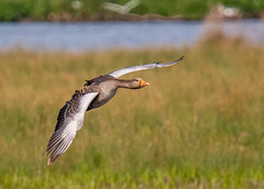 Greylag goose
