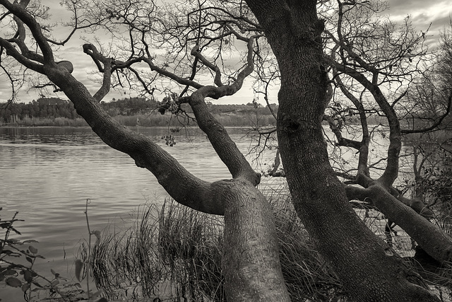 Les arrels del llac
