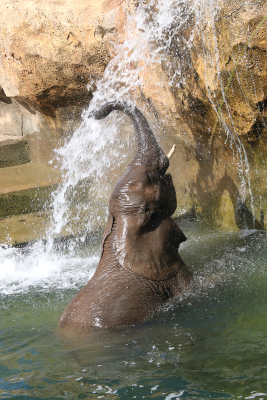 Enjoying the splash (Explored)