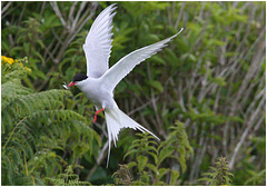 EF7A4660 Arctic Tern