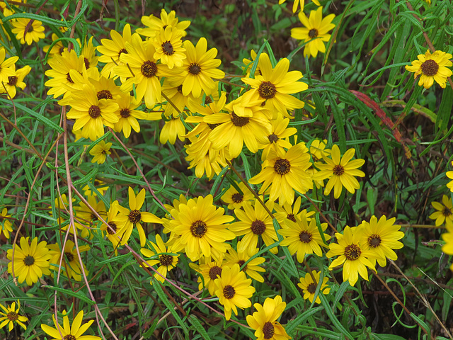 Wild sunflowers