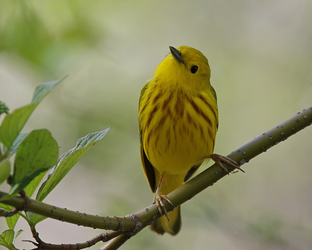 paruline jaune / yellow warbler