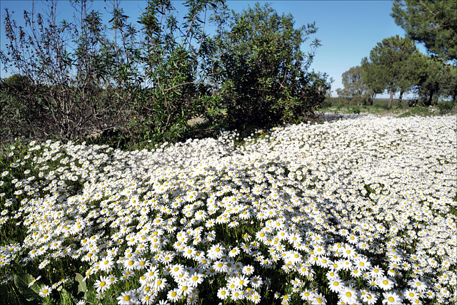 Chamaemelum fuscatum, Penedos