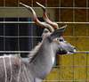 HFF - Großer Kudu