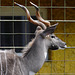 HFF - Großer Kudu