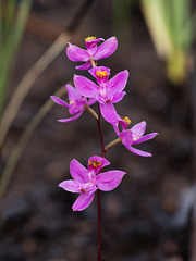 Calopogon multiflorus (Manyflowered Grass-pink orchid)