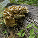 Growing out of a felled tree trunk, Laetiporus sulphureus