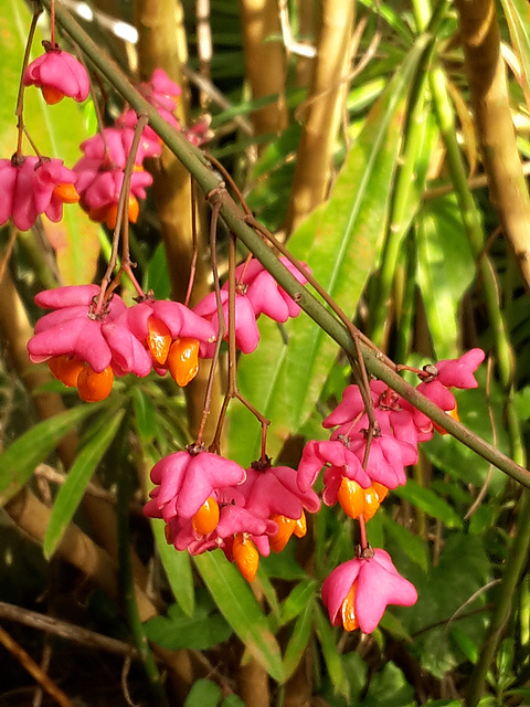 Spindle fruits