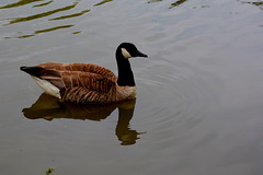 Canada Goose