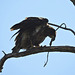 Juvenile Bald Eagle