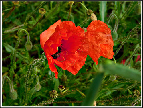 Coquelicots