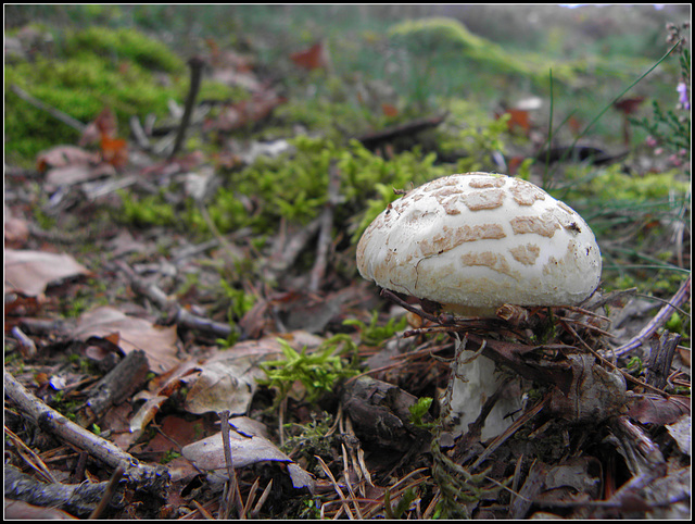 Amanita citrina-Witte of Gele Knolamaniet