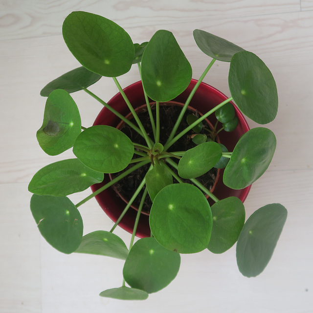 A la mode. Monnaie chinoise = plante du missionnaire = Pilea peperomioides, Urticacées