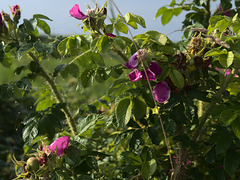 Rosenbusch und seine Bewohnerin