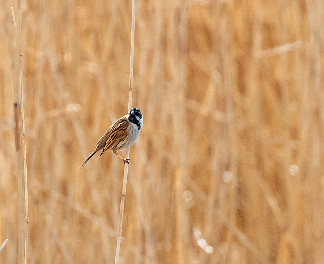 Reed bunting