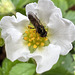 Chequered Hover Fly ? on strawberry flower.