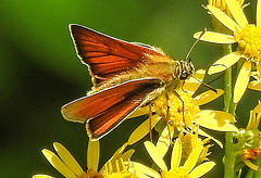 20230713 1782CPw [D~LIP] Jakobs-Greiskraut, Braunkolbiger oder Ockergelber Braun-Dickkopffalter (Thymelicus sylvestris), Bad Salzuflen