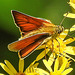 20230713 1782CPw [D~LIP] Jakobs-Greiskraut, Braunkolbiger oder Ockergelber Braun-Dickkopffalter (Thymelicus sylvestris), Bad Salzuflen