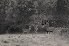 Une bien jolie famille.... DxO