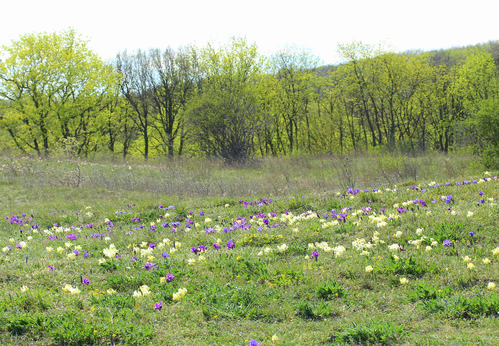 Wiesen voll mit Zwegschwertlilien (Iris Pumila).........wie lange noch?