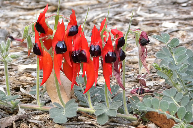 sturt desert pea