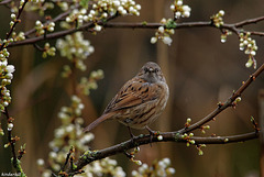 Dunnock (Female)   /   Mar 2018