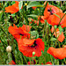 Coquelicots