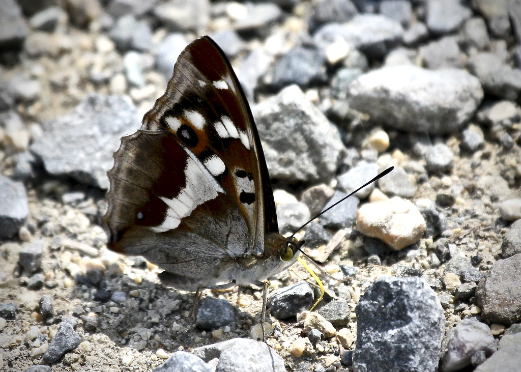 Großer Schillerfalter