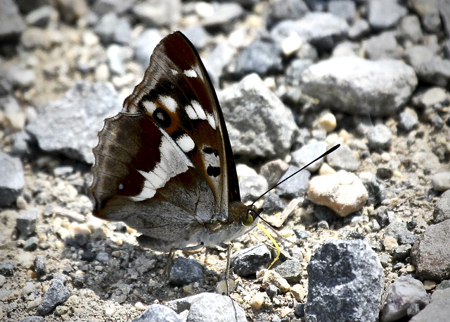 Großer Schillerfalter