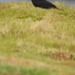 20190612 5057CP~V [R~GB] Alpenkrähe, Skomer, Wales