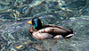 200215 Montreux canard 1