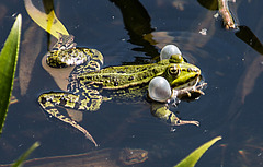 20200527 3953VRAw [D~LIP] Wasserfrosch, UWZ, Bad Salzuflen