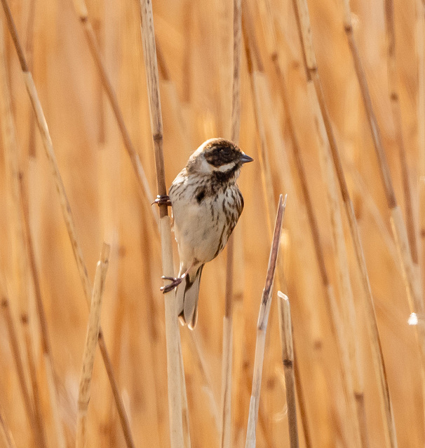 Reed bunting