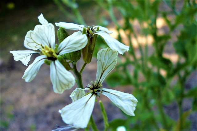 Another wild flower without a name