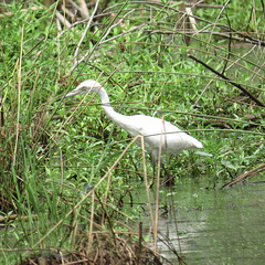 Little egret by the pond