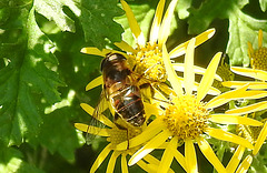 20230713 1783CPw [D~LIP] Jakobs-Greiskraut, Mistbiene (Eristalis tenax), Bad Salzuflen