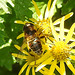 20230713 1783CPw [D~LIP] Jakobs-Greiskraut, Mistbiene (Eristalis tenax), Bad Salzuflen