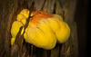 Der Gemeine Schwefelporling (Laetiporus sulphureus) hat sich an einen Baumstamm gebildet :))  The common sulphur polypore (Laetiporus sulphureus) has formed on a tree trunk :))  Le polypore commun du soufre (Laetiporus sulphureus) s'est formé sur un