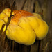 Der Gemeine Schwefelporling (Laetiporus sulphureus) hat sich an einen Baumstamm gebildet :))  The common sulphur polypore (Laetiporus sulphureus) has formed on a tree trunk :))  Le polypore commun du soufre (Laetiporus sulphureus) s'est formé sur un