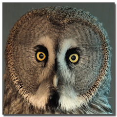 Great grey owl