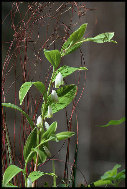 Polygonatum falcatum 'Variegatum'