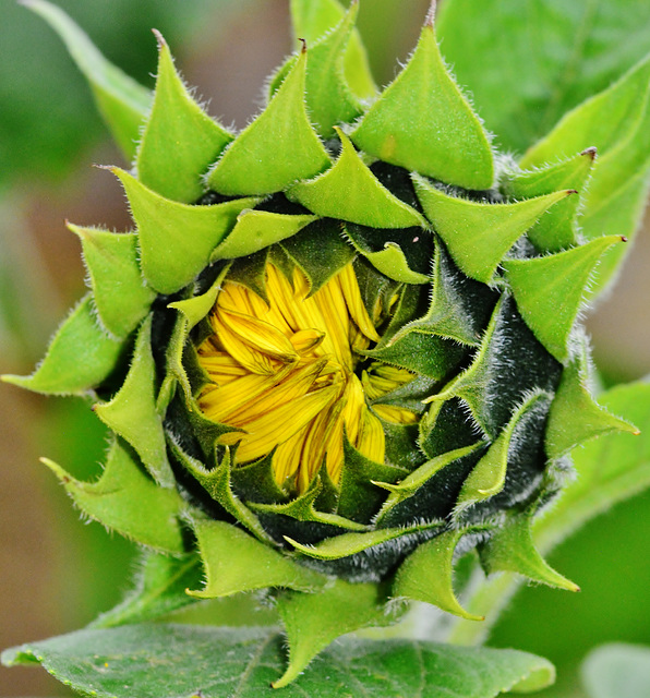 Sunflowers at the Byker City Farm