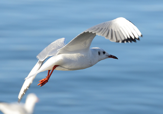 Envol d'une mouette...