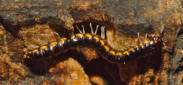 IMG 9524millipede