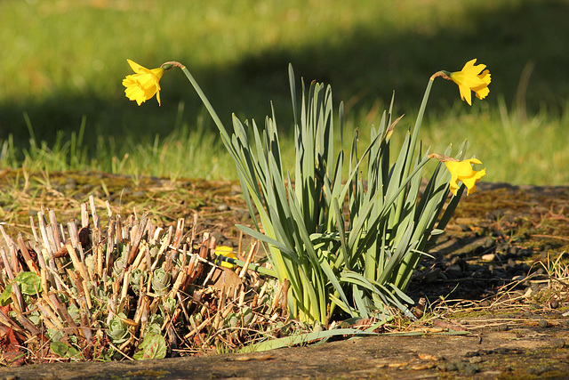 patience, le printemps approche