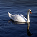 Le cygne