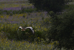 Otis tarda, Abetarda, Monte Xerez