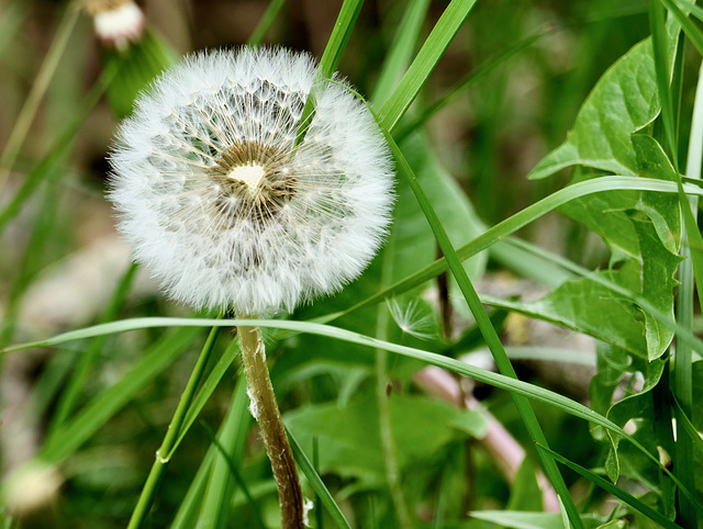 'Pusteblume'