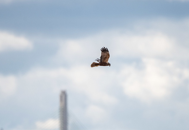 Marsh harrier